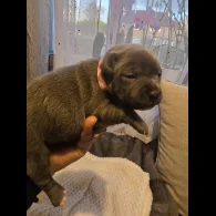 Staffordshire Bull Terrier - Both