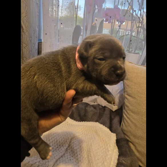 Staffordshire Bull Terrier - Both