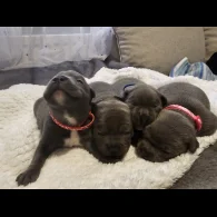 Staffordshire Bull Terrier - Both