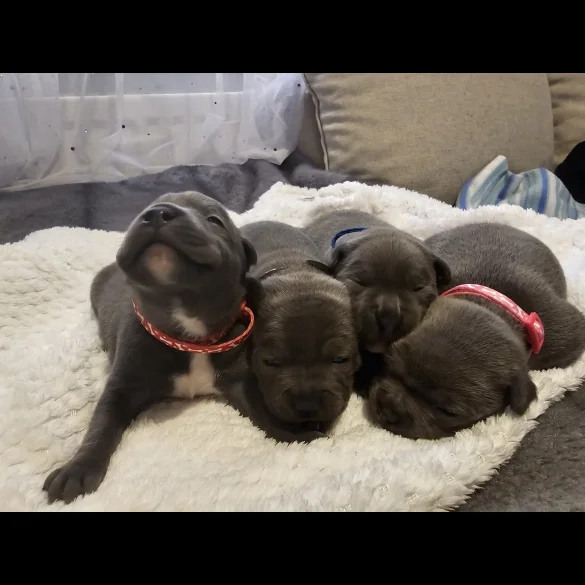 Staffordshire Bull Terrier - Both