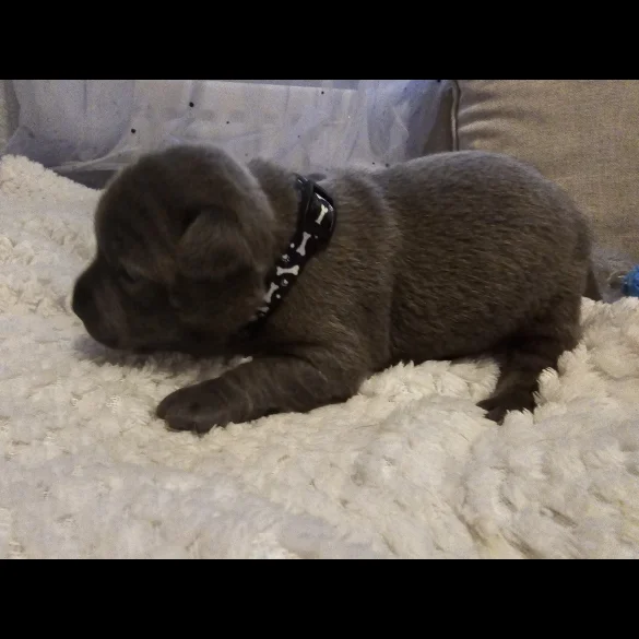 Staffordshire Bull Terrier - Both