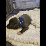 Staffordshire Bull Terrier - Both