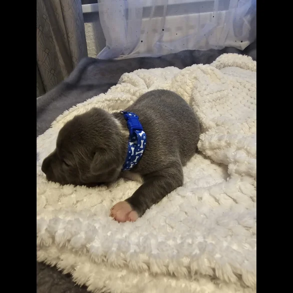 Staffordshire Bull Terrier - Both