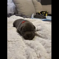 Staffordshire Bull Terrier - Both
