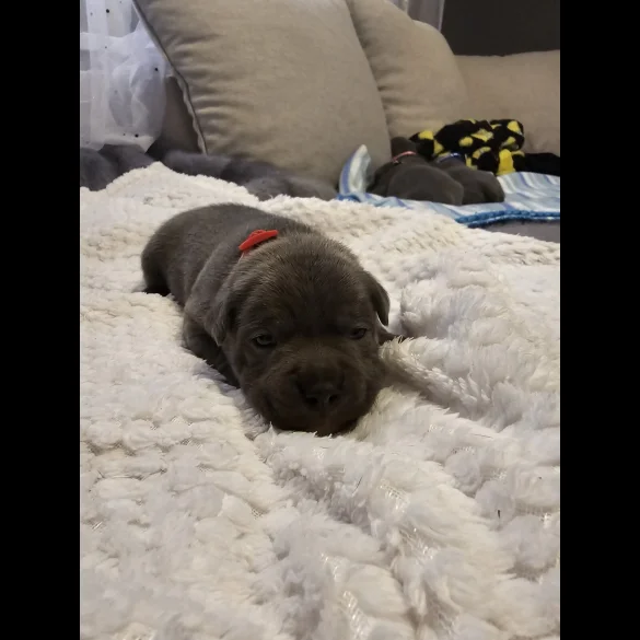 Staffordshire Bull Terrier - Both