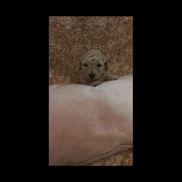 Cockapoo - Both