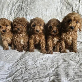 Cockapoo - Both