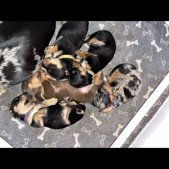 Dachshund (Standard &amp; Miniature) - Both