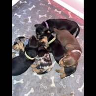 Dachshund (Standard &amp; Miniature) - Both