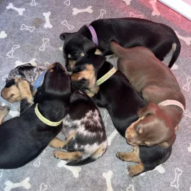 Dachshund (Standard &amp; Miniature) - Both