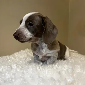 Dachshund (Standard &amp; Miniature) - Both