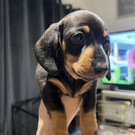 Dachshund (Standard &amp; Miniature) - Both