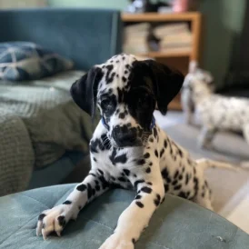 Dalmatian - Both