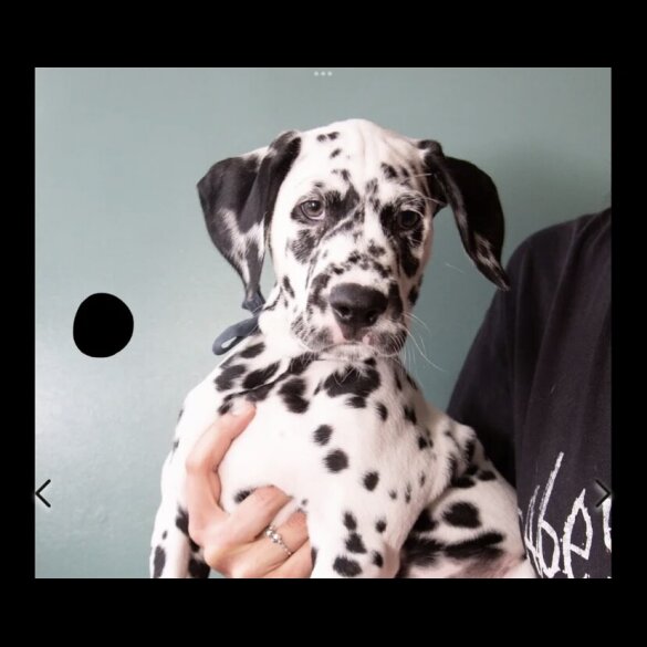 Dalmatian - Both