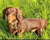 Dachshund (Smooth Haired)