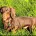 Dachshund (Smooth Haired)