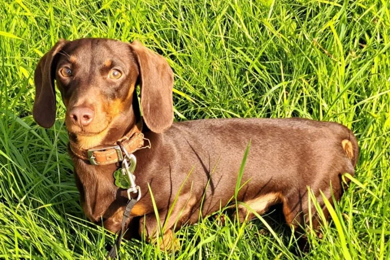 Dachshund (Smooth Haired)