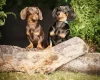 Dachshund (Smooth Haired)