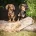 Dachshund (Smooth Haired)
