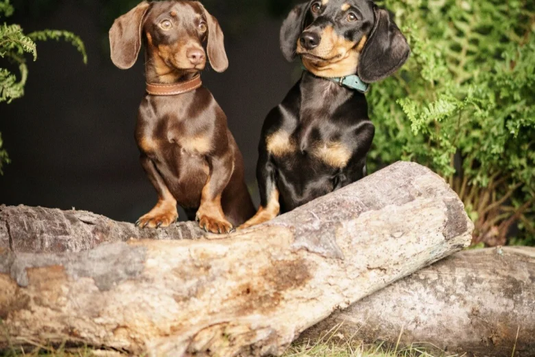 Dachshund (Smooth Haired)