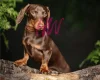 Dachshund (Smooth Haired)