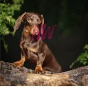Dachshund (Smooth Haired)