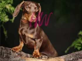 Dachshund (Smooth Haired)