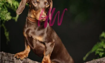 Dachshund (Smooth Haired)