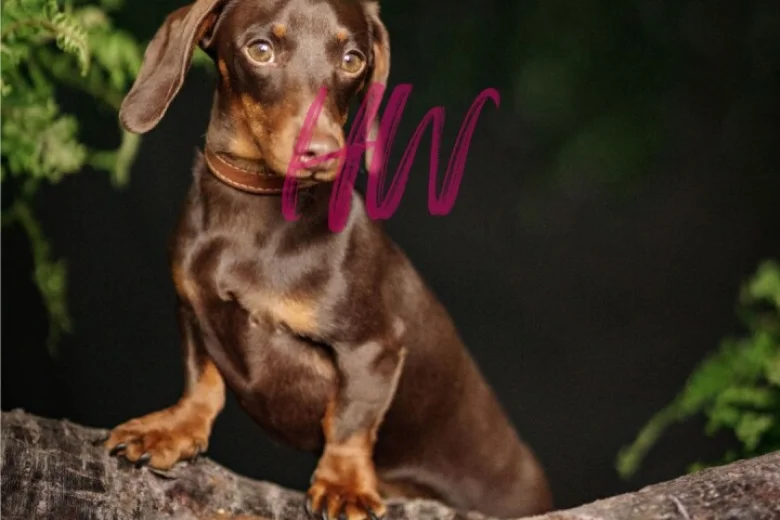 Dachshund (Smooth Haired)