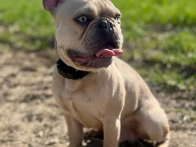 French Bulldog