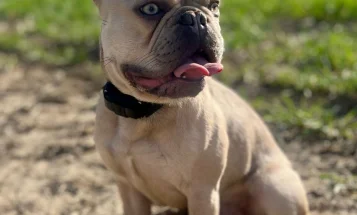 French Bulldog