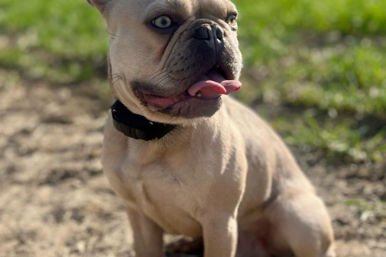 French Bulldog