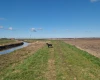 German Pointer
