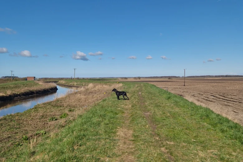 German Pointer