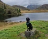 German Pointer