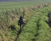 German Pointer