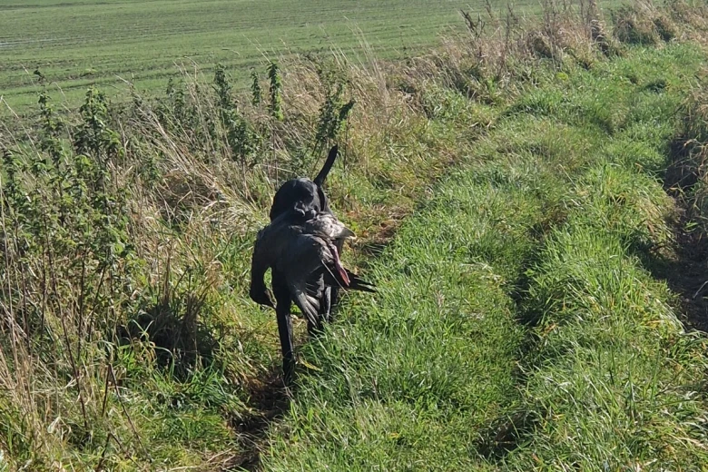 German Pointer