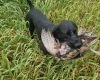 German Pointer