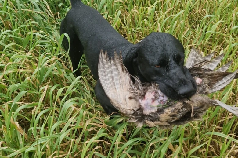 German Pointer