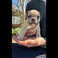 French Bulldog - Dogs
