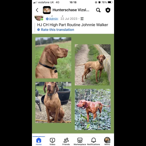 Hungarian Vizsla - Both