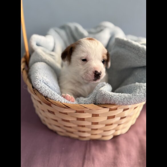 Jack Russell - Both