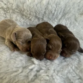 Dachshund (Standard &amp; Miniature) - Both