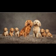 Miniature Poodle