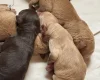 Labradoodle