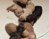 Labradoodle