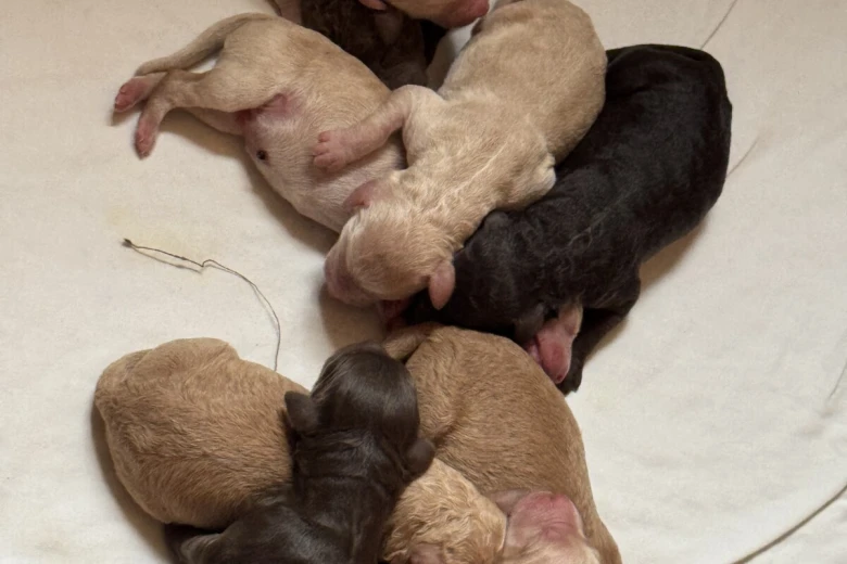 Labradoodle
