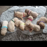 Labradoodle - Both