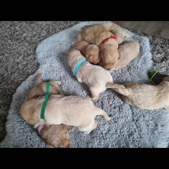 Labradoodle - Both