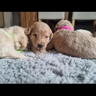 Labradoodle - Both